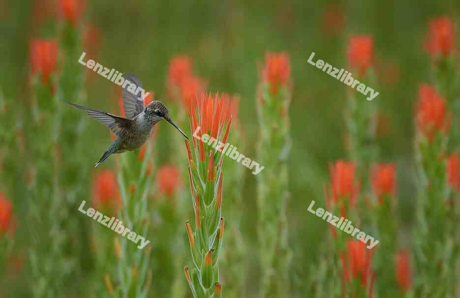 Hummingbird